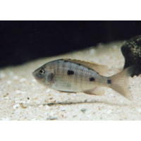Copadichromis Azureus
